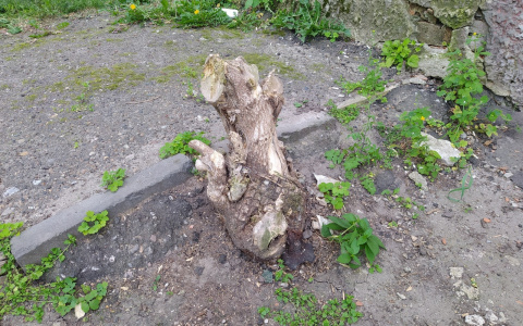 На тропе войны: йошкаролинцы безнаказанно вырубают деревья