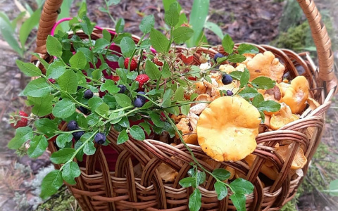 Сезон открыт: карта грибных мест Марий Эл