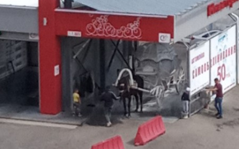 Фото дня: в Йошкар-Оле карету с лошадью решили помыть из пушки