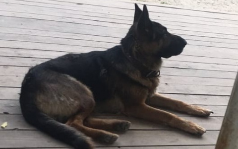 «Отзывается на кличку Ян»: в Йошкар-Оле разыскивают немца, приехавшего из "Лесной сказки"