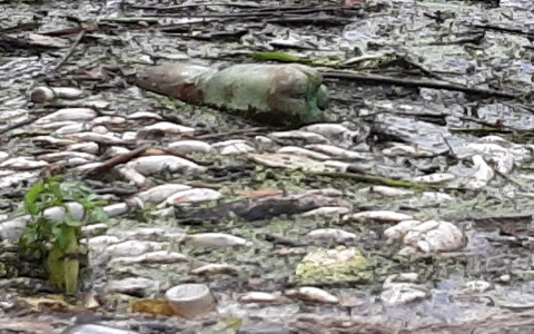 Йошкаролинцы бьют тревогу: на Малой Кокшаге массово гибнет рыба