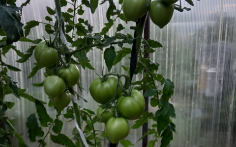 Гибриды томатов показали себя на высшем уровне!