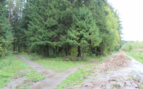 В Марий Эл подросток пошел за грибами в лес и не вернулся