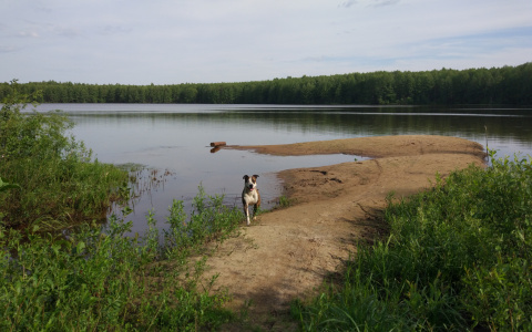 Авторская колонка: йошкаролинец возмущен выгулом собак на детских площадках