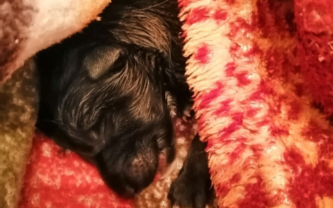 В Йошкар-Оле неизвестные выбросили умирать новорожденных щенят