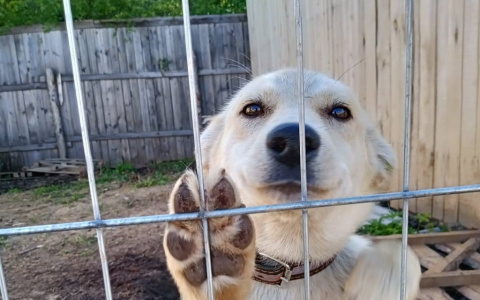 В Марий Эл продолжается отлов бездомных животных