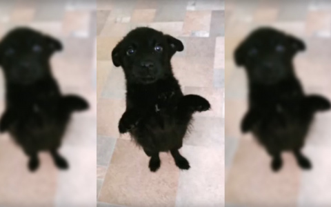 В Йошкар-Оле неизвестные выбросили щенков на мусорку в пакете