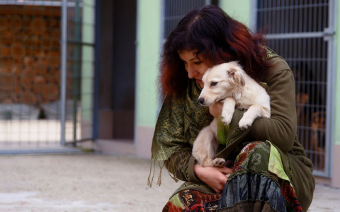 Жители Марий Эл помогут бездомным животным