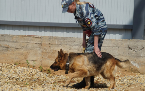 "Задействованы все свободные силы": в Марий Эл продолжаются поиски пропавшей пенсионерки