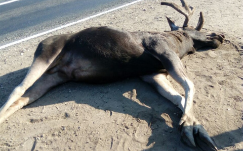 Сбитый лось может обернуться йошкаролинцам «круглой суммой»