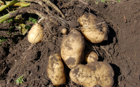 Советы для садоводов: когда и как йошкаролинцам копать картошку  на даче?