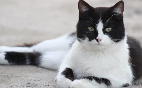 Жители Марий Эл хотят выбрать главой поселка кота Барсика