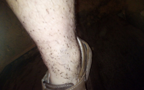 Домоуправление борется с нашествием блох в домах йошкаролинцев