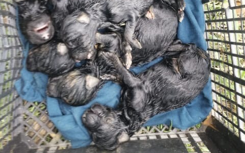 В Йошкар-Оле выбросили умирать новорожденных щенков