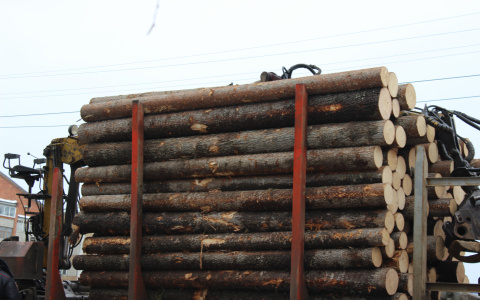 Йошкаролинца насмерть придавило бревном на пилораме