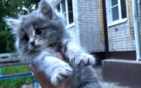 Добрые дела: корреспонденты «Pro Город» нашли дом маленькому котенку