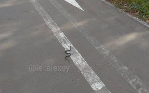 Йошкаролинцы встретили змею в центре города