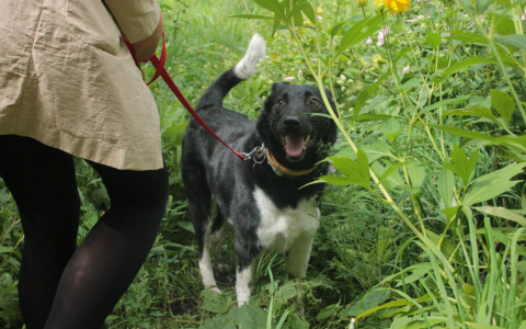 Эффект «Pro Город»: мэрию Йошкар-Олы обязали создать места для выгула собак