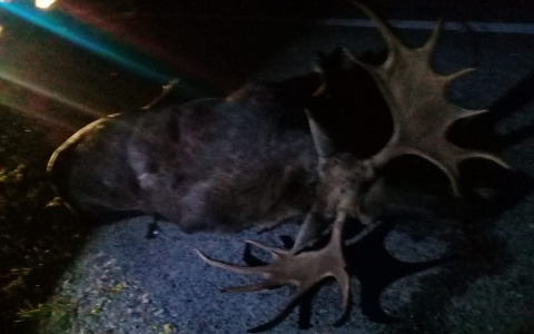 Молодой водитель погиб в ДТП с лосем на Казанском тракте в Марий Эл