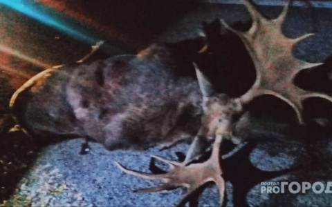 Смертельная встреча с лосем на трассе Марий Эл: автомобиль влетел в животное