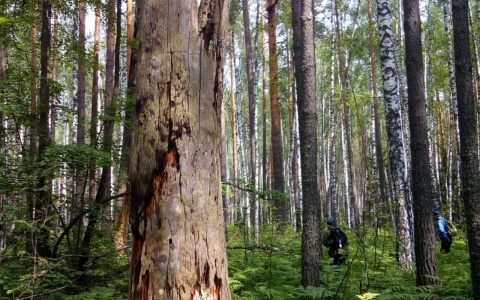 Леса Марий Эл окажутся в опасности на несколько дней