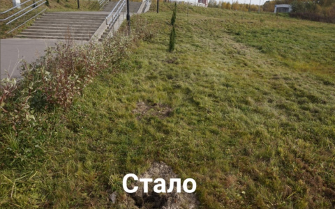 «Не хотим жить в красивом городе»: йошкаролинцы выкопали туи на Аллее здоровья