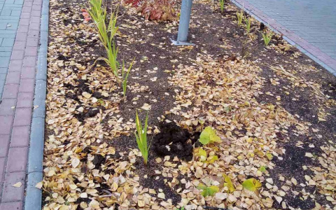 «Не хотим жить в красивом городе»: в Парке Победы Йошкар-Олы выкопали кусты роз