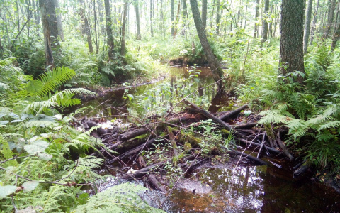 Мужчину, пропавшего в Марий Эл два месяца назад, нашли мертвым