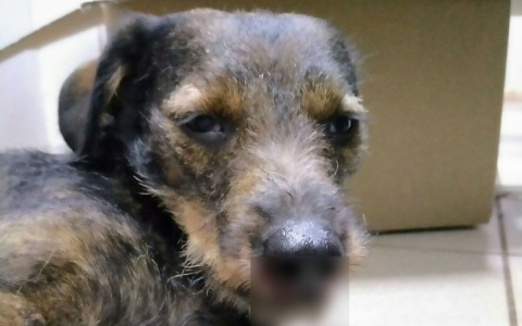 «Она скулила, но все проходили мимо»: в Йошкар-Оле неизвестный сбил домашнюю собаку