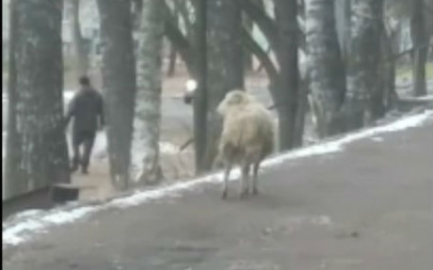 "Чей баран?" Йошкаролинцы встретили необычного прохожего