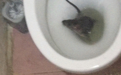 Йошкаролинцев атакуют крысы: грызуны поднимаются в квартиры из подвала