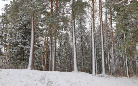 На этой неделе в Йошкар-Оле ожидаются снегопады