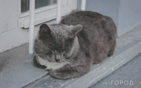 В Марий Эл отловили более 1300 бездомных животных