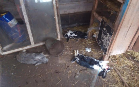 В одном из поселков Марий Эл появилась «чупакабра», убивающая домашних животных