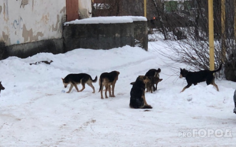 Стаи голодных собак держат в страхе жителей пригорода Йошкар-Олы