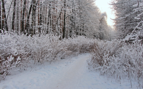 Йошкар-Олу занесет снегом: прогноз погоды на неделю