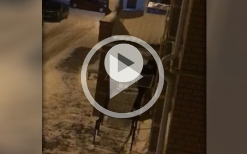 Неадекватный мужчина в Медведево ломал окна машин и подъезда