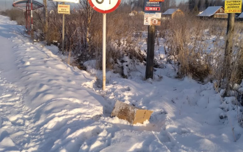 Йошкаролинка нашла на обочине коробку с щенятами и спасла их от смерти