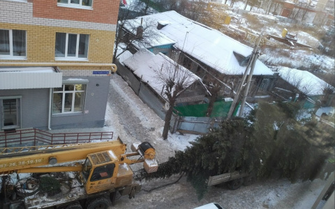 В Йошкар-Оле срубили ель в одном дворе и поставили ее в другом