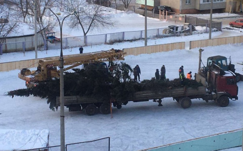 Власти Йошкар-Олы ответили, почему ель срубили в одном дворе и перевезли в другой