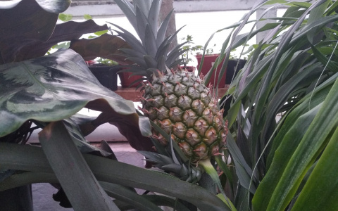 В преддверии нового года в Йошкар-Оле созрел ананас