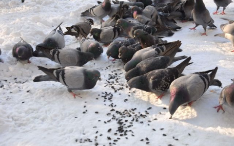 Последствия  праздников: в Йошкар-Оле массово гибнут голуби