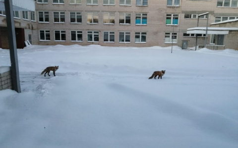 Две рыжие  лисы забежали во двор одной из школ Марий Эл