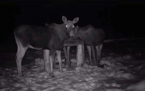 В Марий Эл на фотоловушку запечатлели лосей