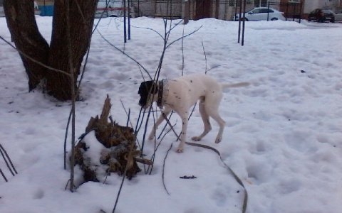 Питомцы могут  пострадать: йошкаролинцы о взрывах петард в местах выгула собак