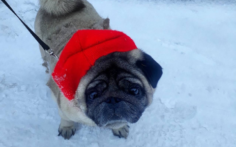 Хозяева собак недовольны взрывами пиротехники на улицах Йошкар-Олы