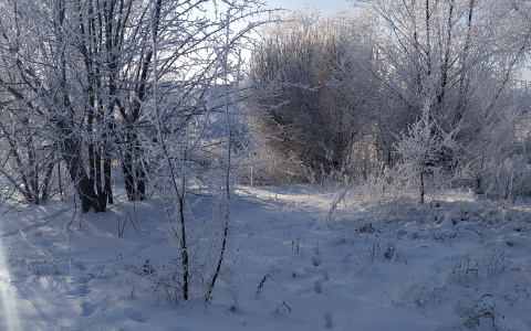 Первая неделя февраля в Йошкар-Оле обещает быть снежной и морозной