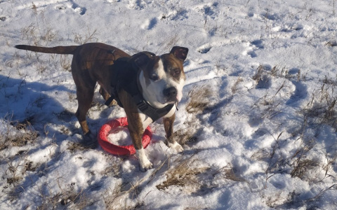 Жители Марий Эл, потерявшие своих питомцев, должны будут заплатить