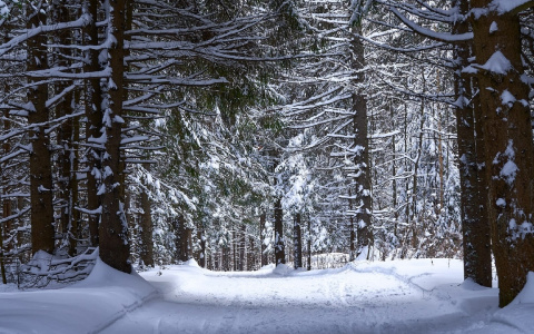 В конце недели в Йошкар-Олу придет небольшое потепление