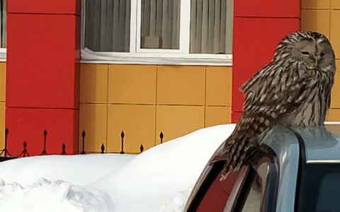 Жители пригорода Йошкар-Олы удивились прилету "волшебной" птицы